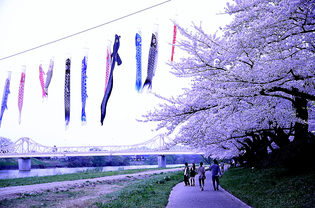 sakura
