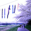 sakura