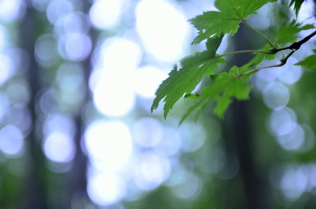 雨上がり