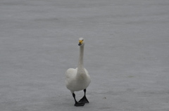 ウチマタ