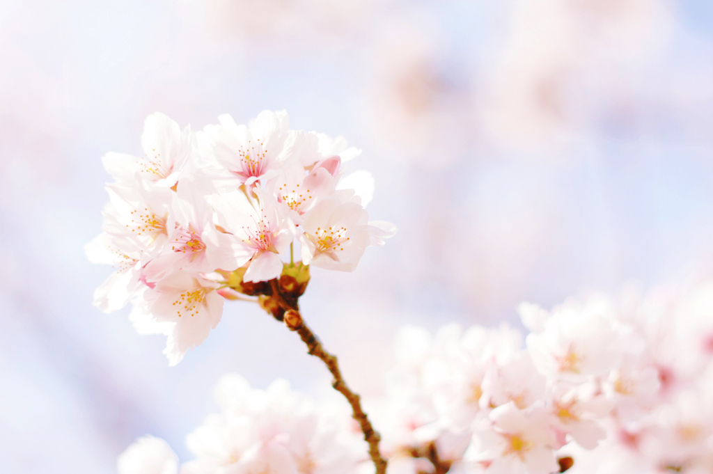 桜のとき、