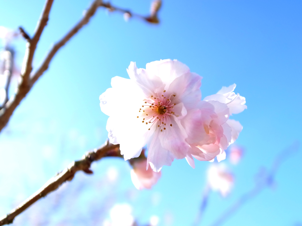 四季桜