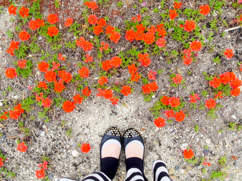Flower field.