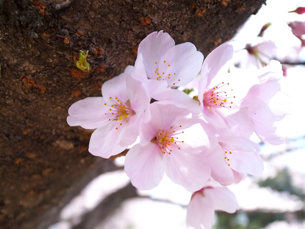 sakura.