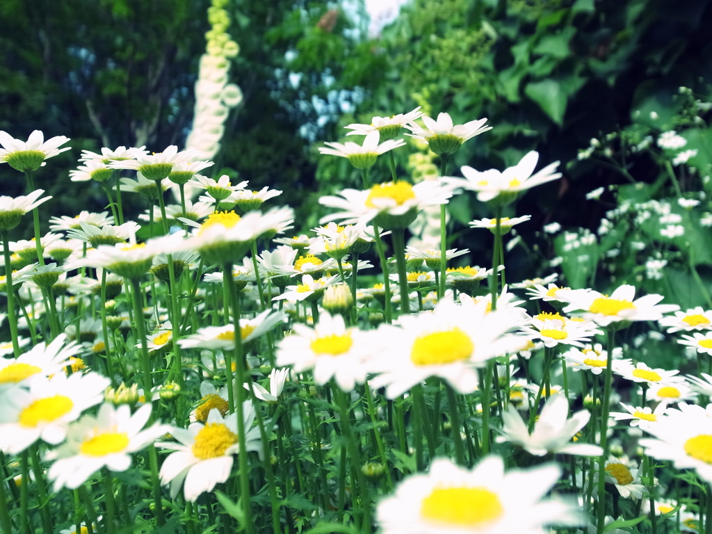 marguerite.