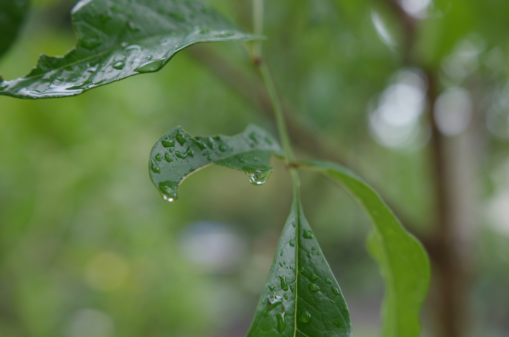 雨降りすぎ２