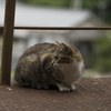 裏山紀行２