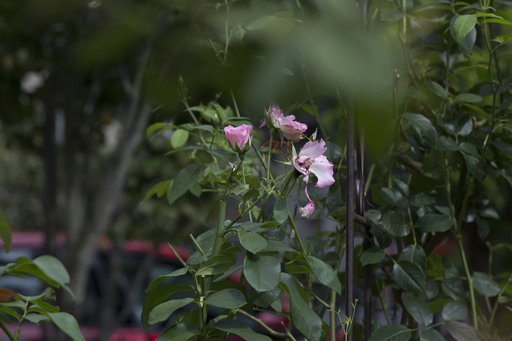 Elmarit-R135mm f/2.8テスト