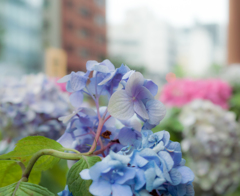 都会の紫陽花