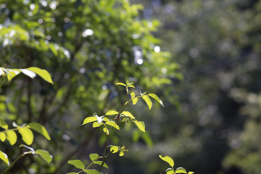 夏の緑