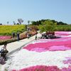 花の波打ち際