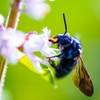 Biue Bee