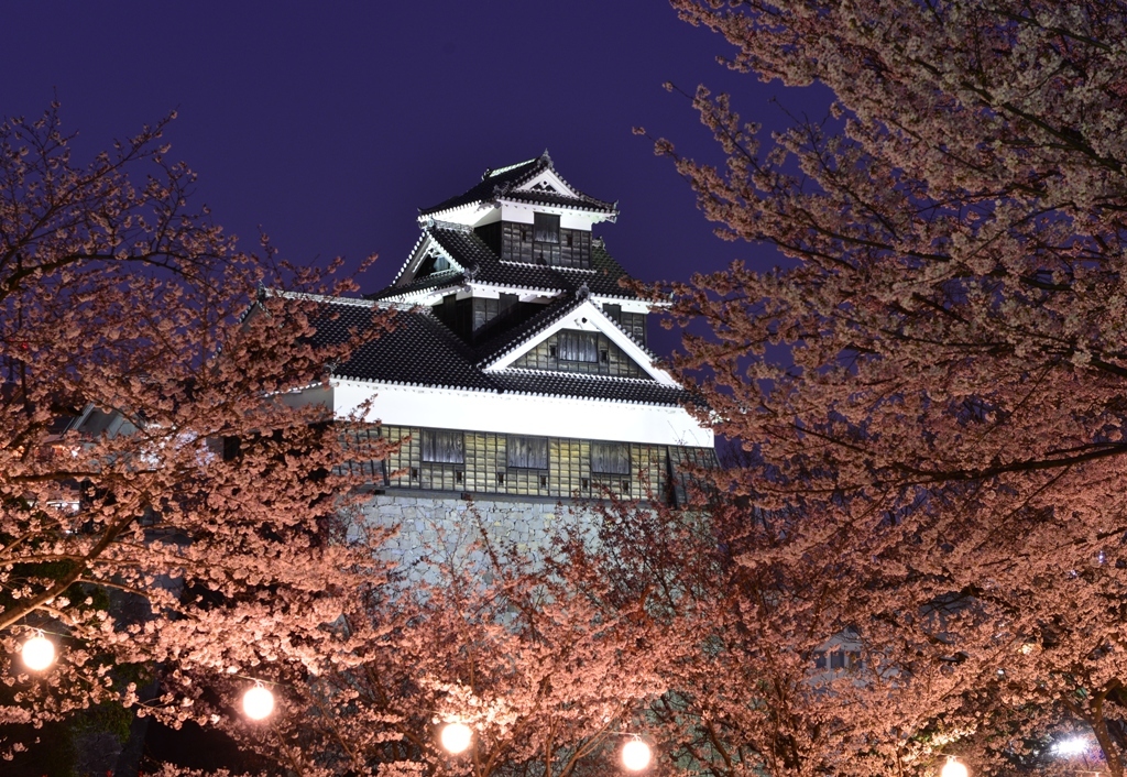 熊本城と夜桜