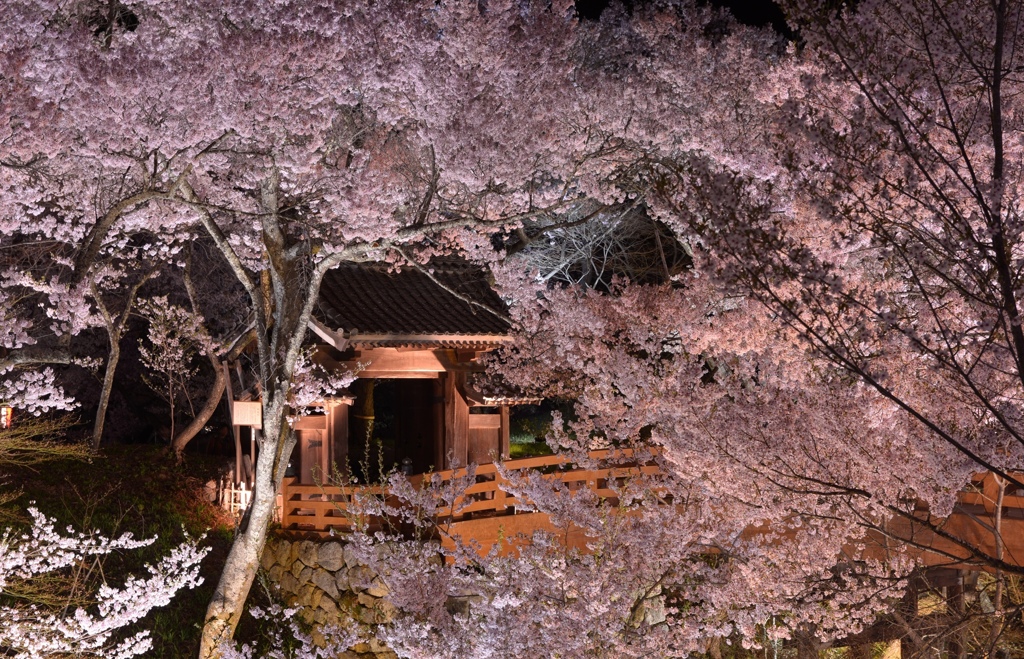 高遠城址公園　桜雲橋