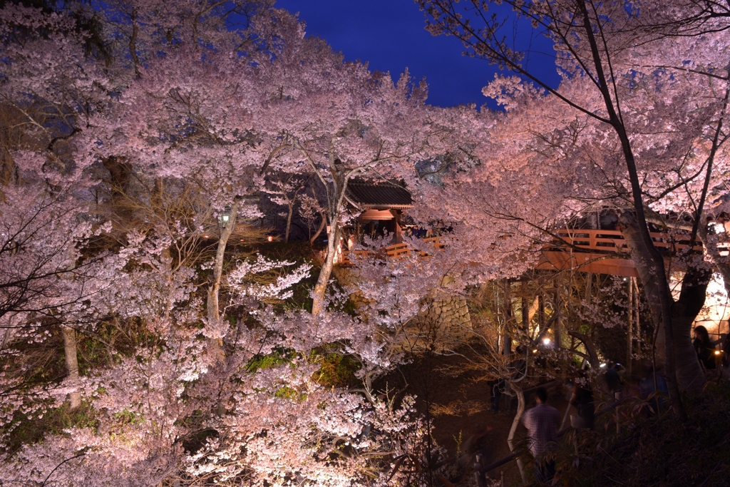 高遠城址公園　桜雲橋夕景