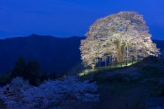 宵闇の醍醐桜