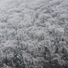 厳冬の森