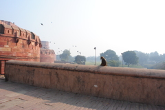 『お兄さん、1日ガイド、どうだい？バナナ2本で？』