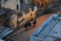 Cows take a morning walk.