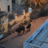 Cows take a morning walk.