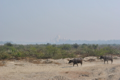Yes!That's a World Heritage! and Cows..