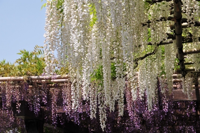 京都・鳥羽の藤