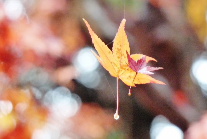 紅葉・黄葉