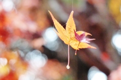 紅葉・黄葉