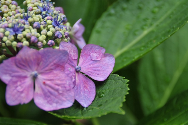 紫陽花