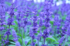 フルーツフラワーパーク