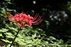 彼岸花