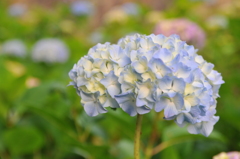 フルーツフラワーパーク