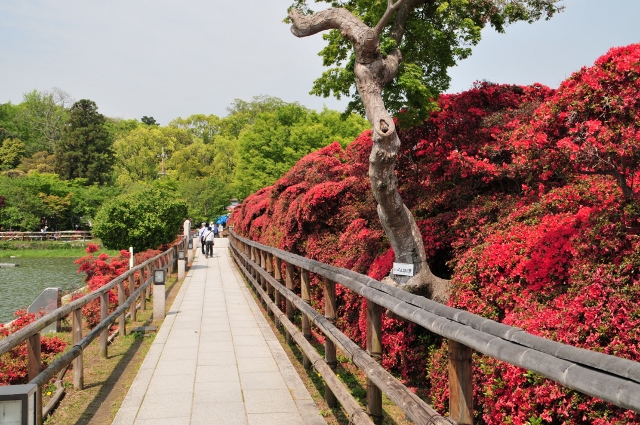 キリシマツツジ