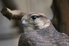 天王寺動物園