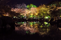 東寺ライトアップ