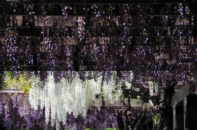 京都・鳥羽の藤