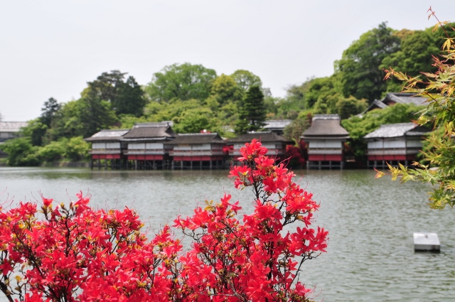 キリシマツツジ