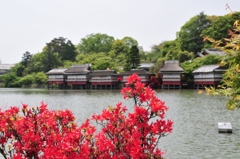 キリシマツツジ