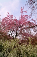 原谷苑の桜