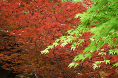 紅葉と新緑