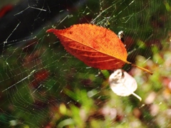 近所の紅葉