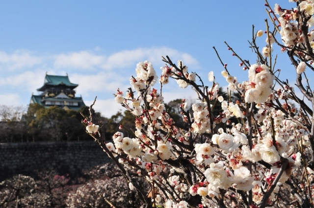 大坂城梅林