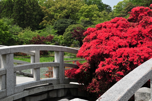 キリシマツツジ