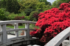 キリシマツツジ