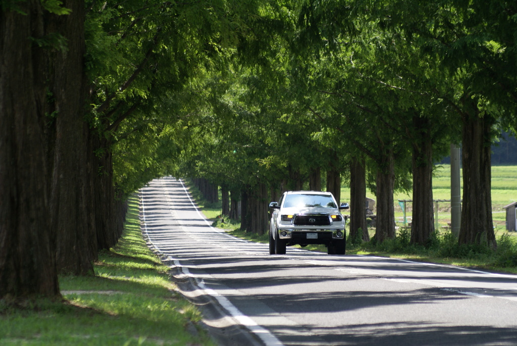 メタセコイア並木