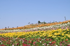 舞洲ゆり園