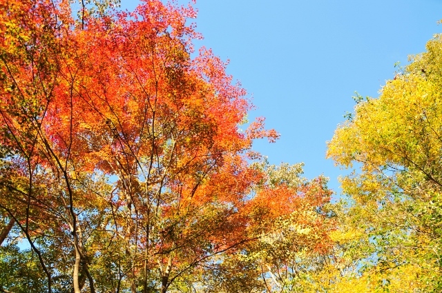 武田尾の紅葉