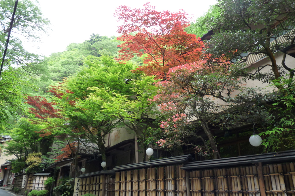 紅葉と新緑