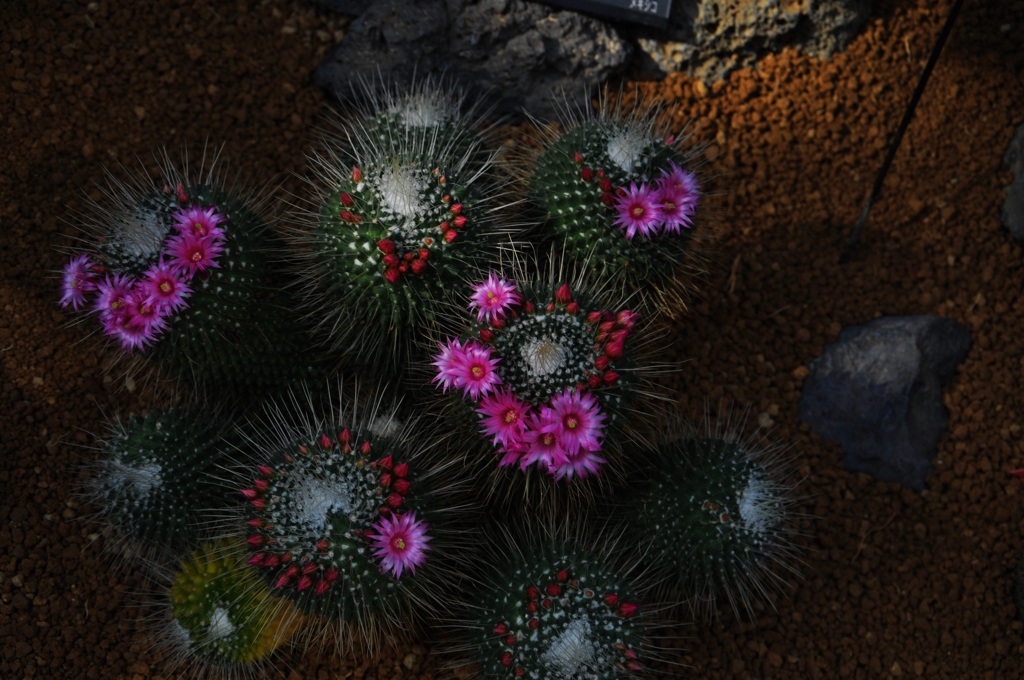 サボテンの花