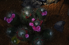 サボテンの花